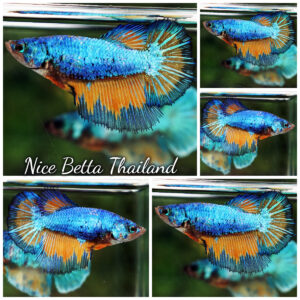 Betta Fish Female Blue Alien Mustard Gas Butterfly HM