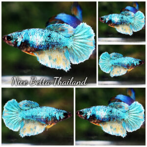 Betta Fish Female Aqua Horizon HM