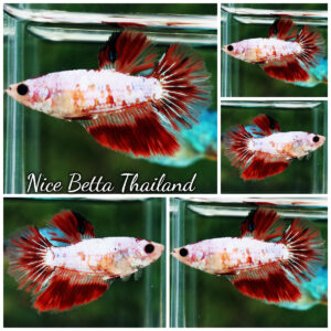 Betta Fish Female Blushing Blood Frost HM