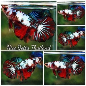 Betta Fish Female Dark Santa Claus Galaxy HM