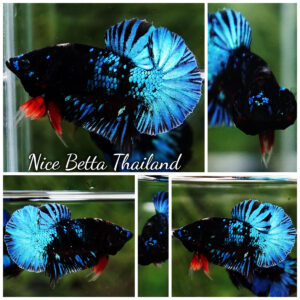 Betta Fish Avatar OMATICAYA Blue Black HMPK