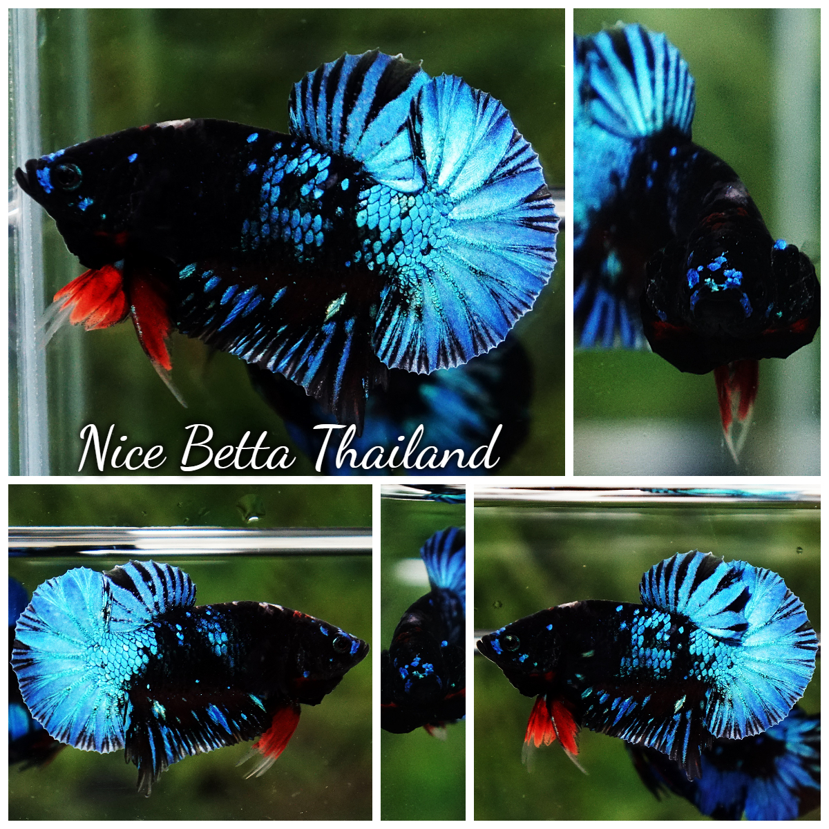 Betta Fish Avatar OMATICAYA Blue Black HMPK