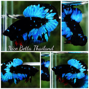 Betta Fish Avatar Prirate Blue Eyes Metkayina Black Star HMPK