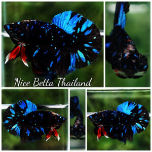 Betta Fish Avatar TSMUKAN Blue Black Star HMPK