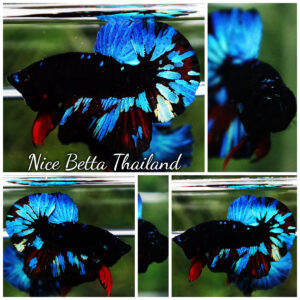Betta Fish Avatar KARO Blue Black Star HMPK
