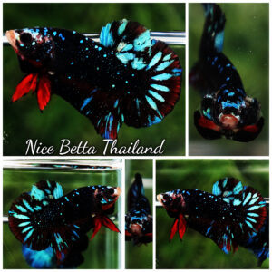 Betta Fish Avatar TSMUKAN Blue Black Galaxy HMPK