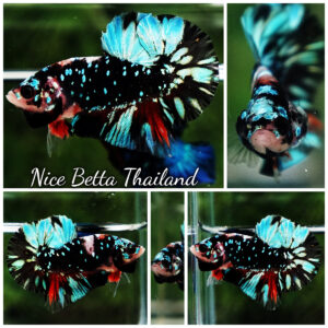 Betta Fish Avatar TSMUKAN Blue Black Star HMPK