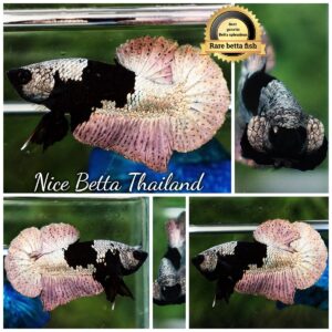 Betta Fish Superior Dark Eyes Black Hole Mermam HMPK (Ultra Rare)