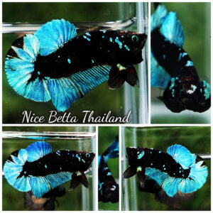 Betta Fish Avatar Prirate Blue Eyes Metkayina Black Star HMPK