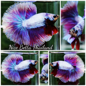 Betta Fish Prince Of Snow Lavender Dream OHM