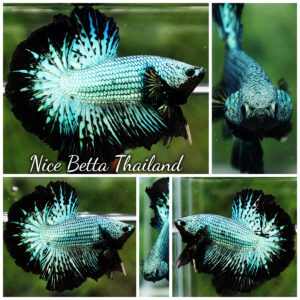 Betta Fish Green Alien Peacock OHM (Junior)