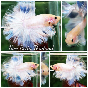 Betta Fish Prince Aetherion of heaven OHM
