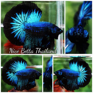 Betta Fish Blue Peacock Black Ring OHM