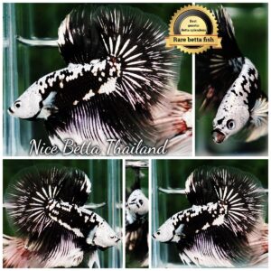 Betta Fish Killer Shadow Black Star Samurai (Ultra Rare)