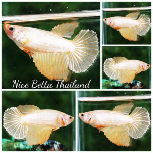 Betta Fish Female 24K Gold Dragon HM