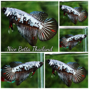 Betta Fish Female Warrior Sillver Vampire HM