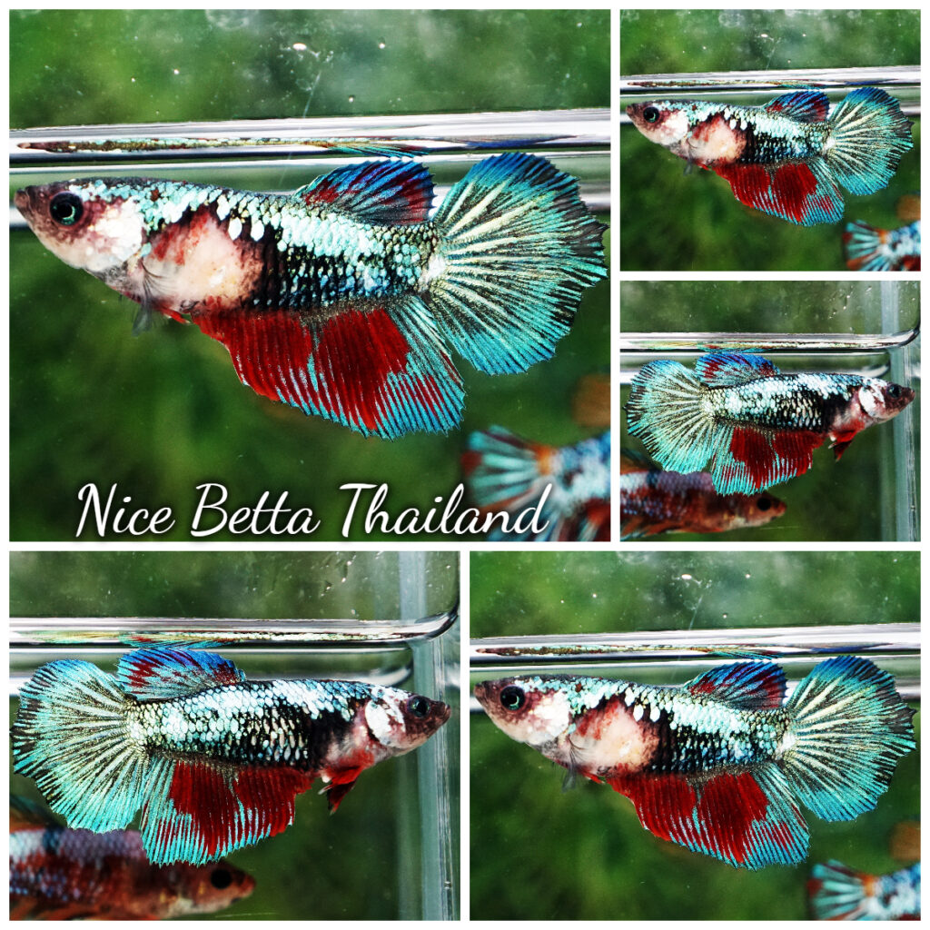Betta Fish Female The Emerald Koi HM - nicebettathailand.com