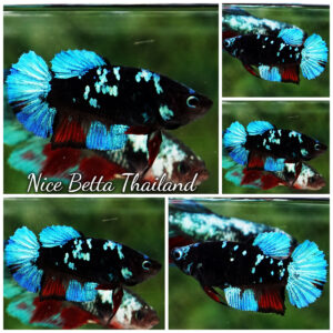 Betta Fish Female Avatar Blue Eyes Metkayina Black Star HMPK