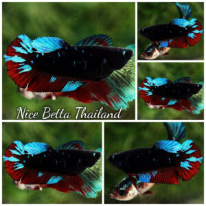 Betta Fish Female Avatar KARO Blue Black Star HMPK