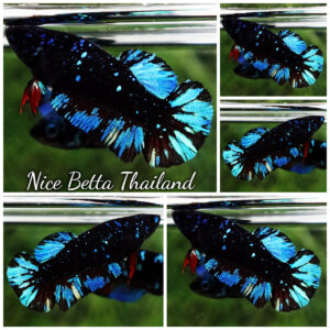 Betta Fish Female Avatar TSMUKAN Blue Black Star HMPK