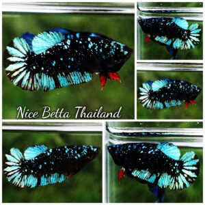 Betta Fish Female Avatar TSMUKAN Blue Black Star HMPK