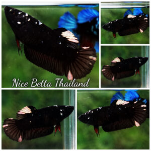 Betta Fish Female Black Hole Star HMPK