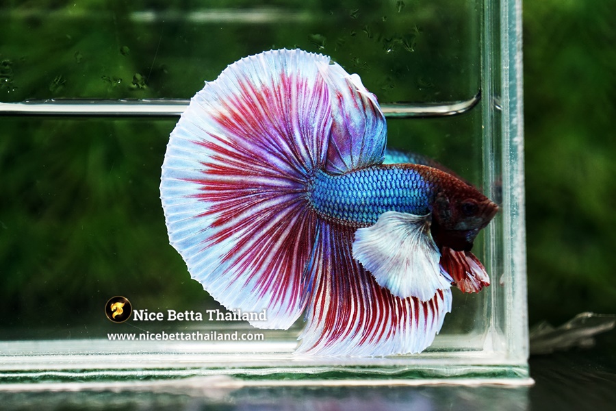 Aquarium Setup for Dumbo Betta Fish
