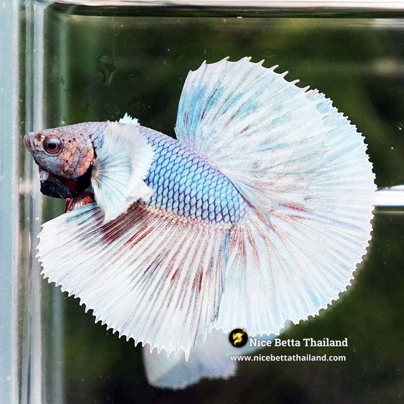 Betta Fish Dumbo Aurelion Frostwing HM