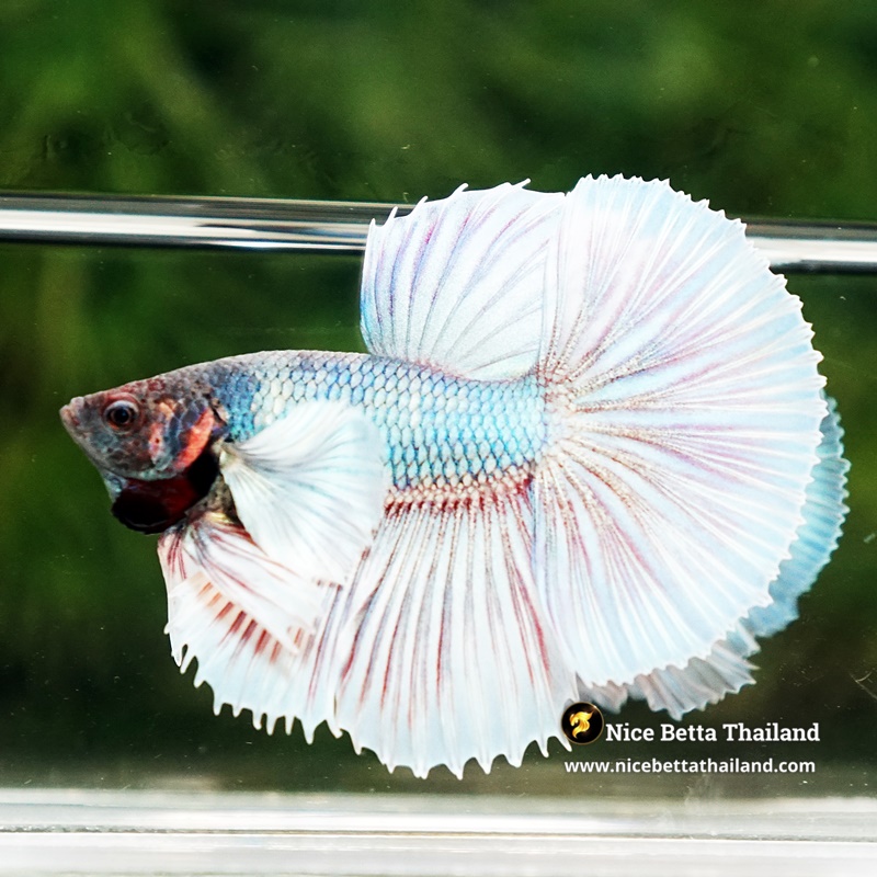 Betta Fish Lunaris Snowfall Dumbo HM