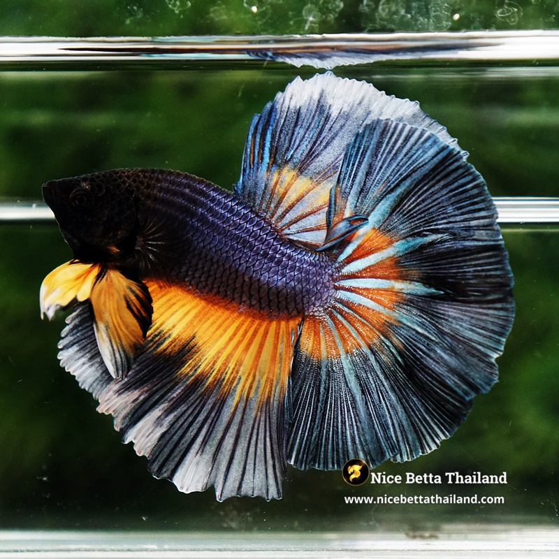 Betta Fish King Black Pumpkins Butterfly Hawk OHM (Large Size)