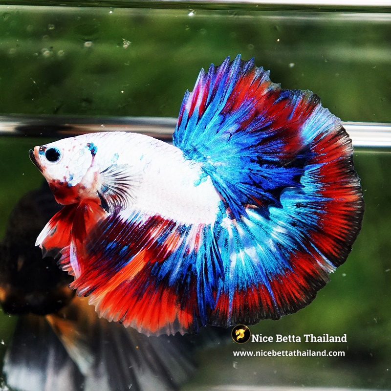 Betta Fish Siam Songkran Multi Tri-colors OHM