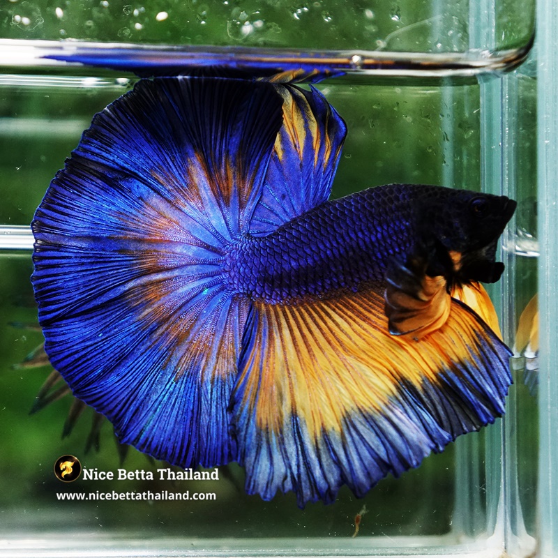 Betta Fish King Classic Blue Mustard Gas Sky Hawk OHM (Very Large)
