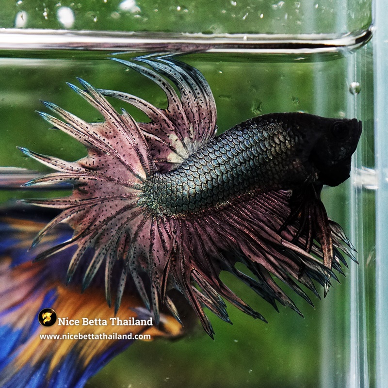 Betta Fish King NAKA Copper Black Head KCT
