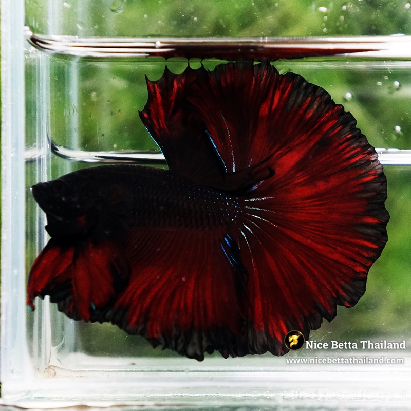 Betta Fish King Of Dark Vampire Sky Hawk (Large Size)