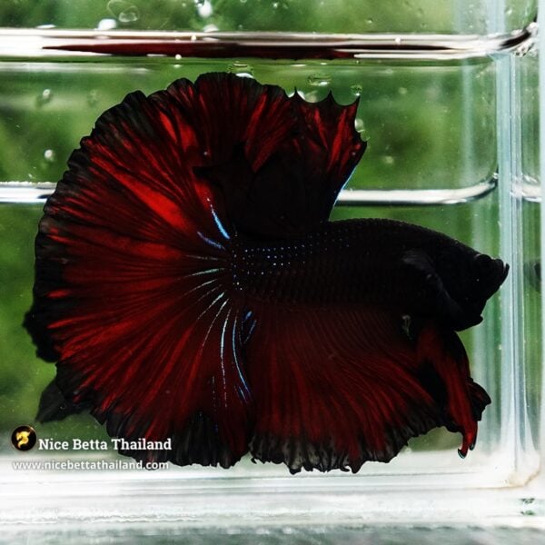 Betta Fish King Of Dark Vampire Sky Hawk (Large Size ...