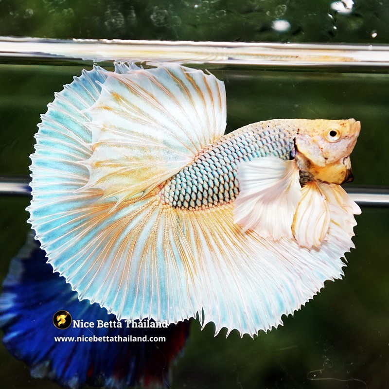 Betta Fish Yellow Metallic Pink Dumbo HM