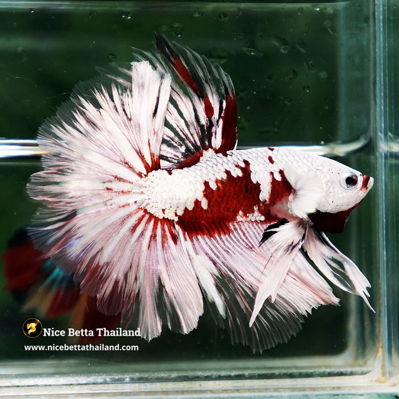 Betta Fish The Angel Vampire Platinum Warrior Rosetail OHM (Ultra Rare)