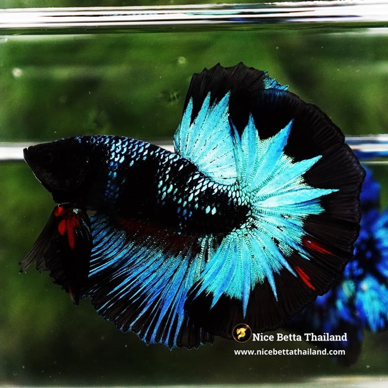 Betta Fish King Blue Black Star Avatar Black Ring (Rare)