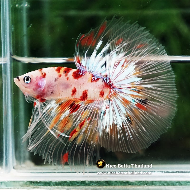 Betta Fish Classic Nemo Meteor Marble OHM