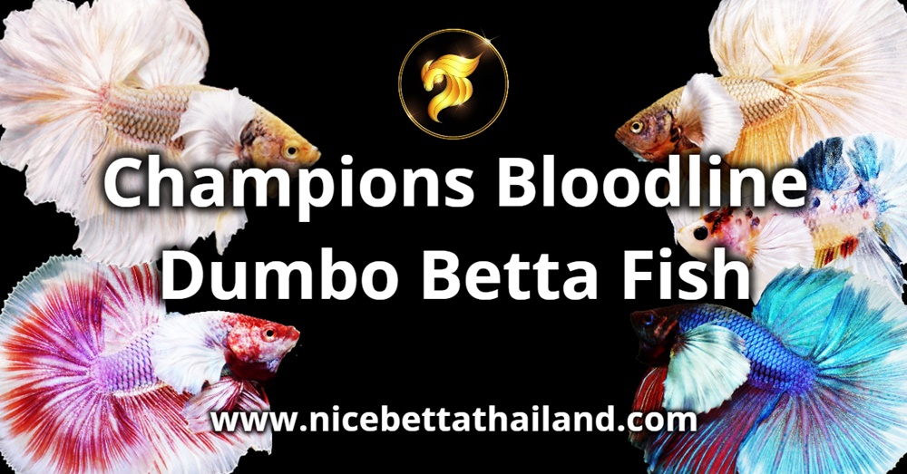 Champions Bloodline Dumbo Betta Fish