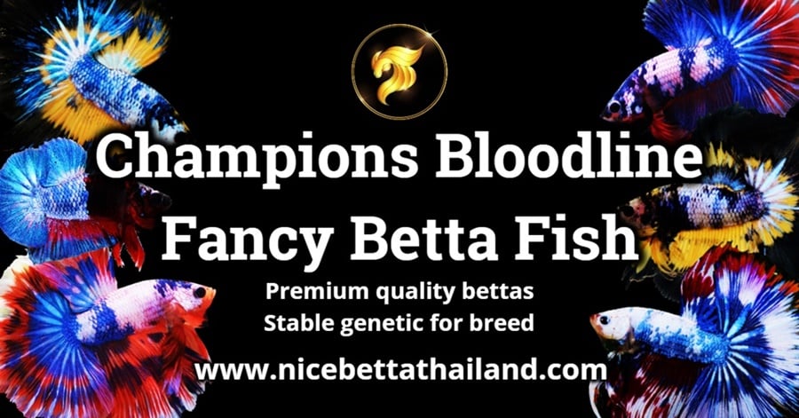 Champions Bloodline Fancy Betta Fish