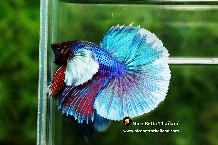 Color Variations in Dumbo Betta Fish