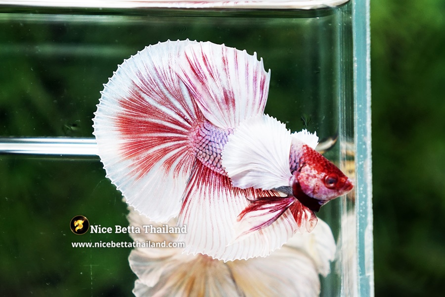 Conclusion The Authority on Dumbo Betta Fish