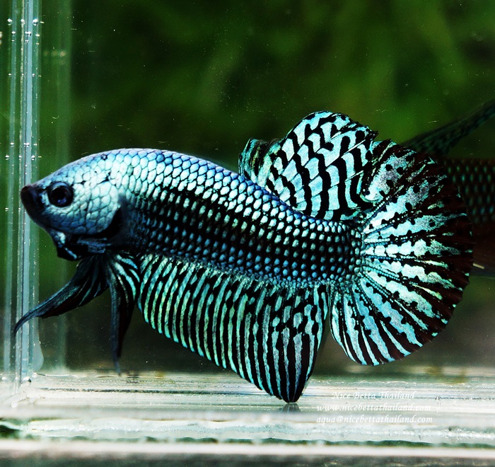 Wild Betta fish Hybrid Grey Alien Peacock