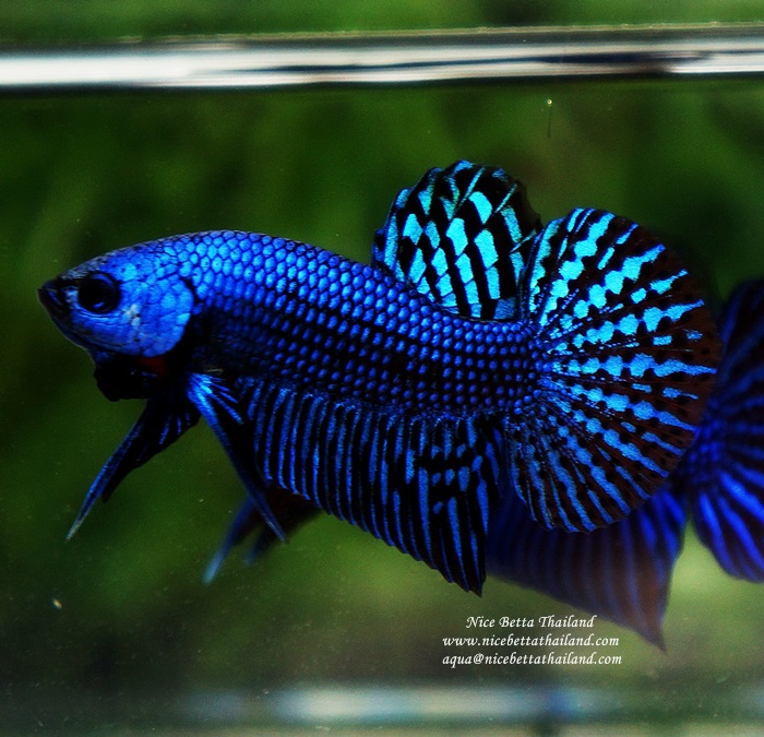 Wild Betta fish Hybrid Blue Alien Peacock