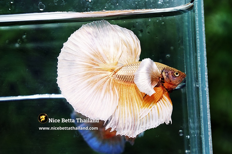 Dumbo Betta Fish Care Guide