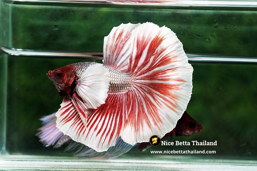 Dumbo Betta Fish Market Trends