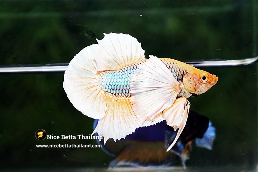 Enhancing Color and Fin Growth