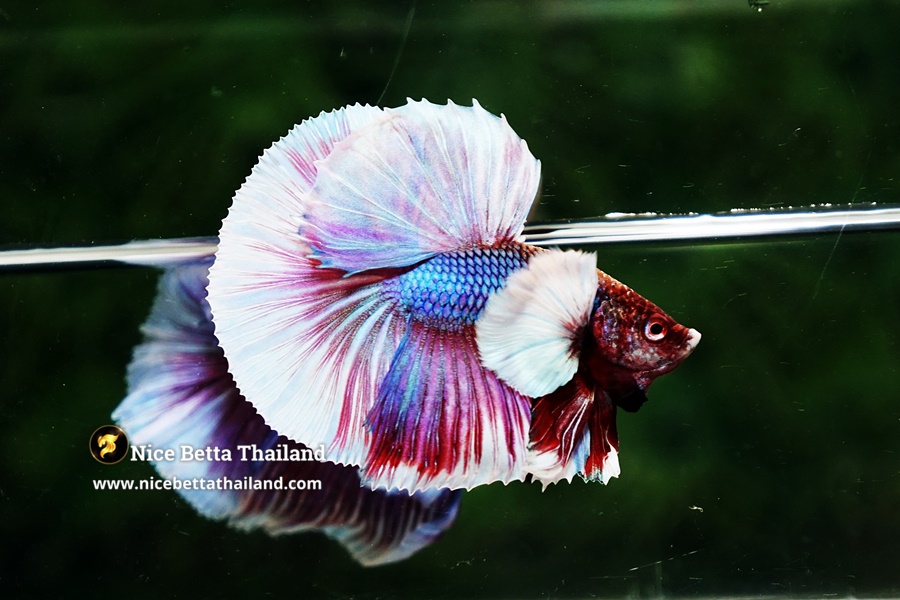 Export and Shipping of Dumbo Betta Fish
