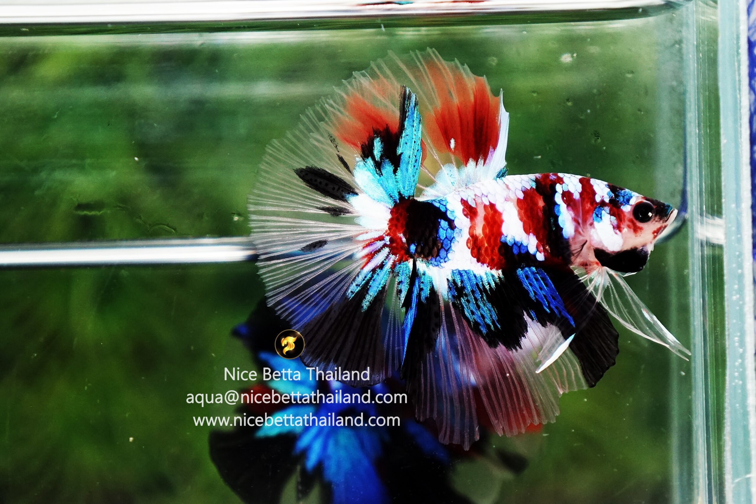 Fancy Koi Betta Fish